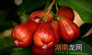 莲雾正确吃法和禁忌 莲雾怎么正确吃法