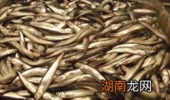 香酥柳叶鱼怎么做才好吃 香酥柳叶鱼怎么做