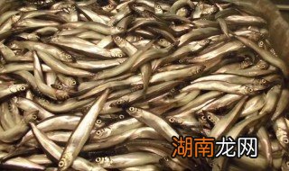 香酥柳叶鱼怎么做才好吃 香酥柳叶鱼怎么做