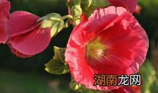 蜀葵怎么吃 蜀葵怎样吃