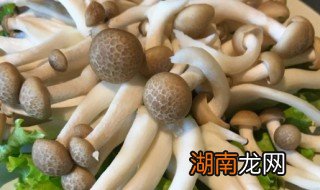 海鲜菇和蟹味菇的各种做法 海鲜菇和蟹味菇的烹饪方法