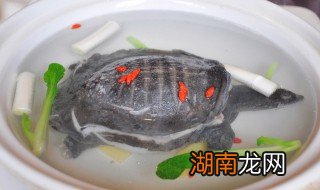 甲鱼汤怎么做更有滋补的作用 甲鱼汤怎么做有营养