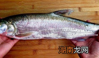 鲁子鱼怎么做好吃 鱼的做法简单又好吃