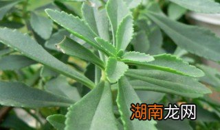 费菜怎么烧好吃 费菜怎么烧