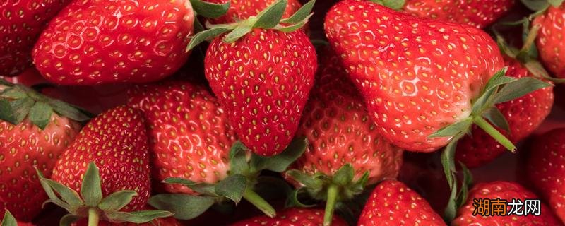冬天草莓什么时候上市 冬天草莓是反季节吗
