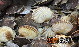 扇贝的处理方法 扇贝怎么处理