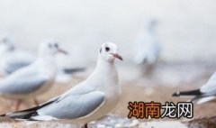 鸽子汤怎么做好喝 鸽子汤怎么做好喝?