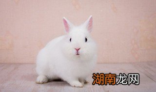 兔肝煲粥 兔肝煮多长时间熟