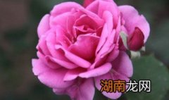可以吃的花有哪些 可以吃的花有哪些 蔬菜