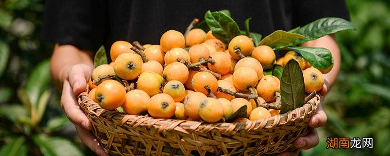 枇杷可以生吃吗 生吃枇杷可以止咳吗