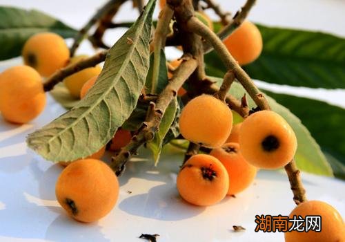 枇杷可以放冰箱吗 枇杷放冰箱能放多久