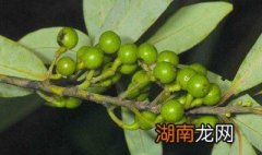 木姜子怎么吃法 木姜子怎么吃