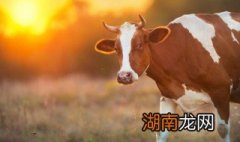 牛肺怎么做好吃 牛肺怎么吃