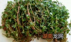 蒜茸马齿菜 蒜炒马齿苋