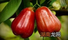 莲雾怎么吃图解法视频 莲雾的吃法技巧