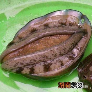 肉烧鲍鱼的做法大全 鲍鱼的做法大全