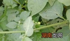 龙葵怎么吃 龙葵的药用