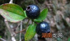 地菍果怎么吃 地菍果有什么功效