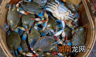 铁锅梭子蟹 铁板梭子蟹