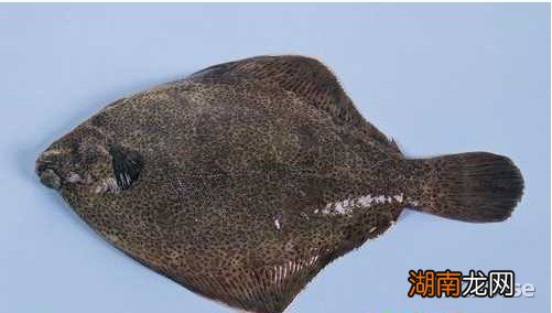 比目鱼的营养价值 比目鱼的营养价值及功效