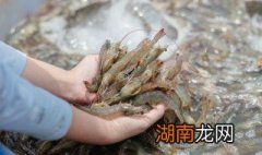 大虾怎么做高档 香辣虾的制作方法