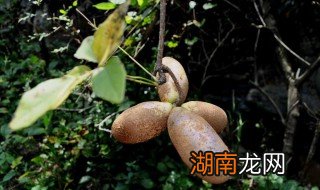 野香蕉的食用方法 野香蕉怎么吃