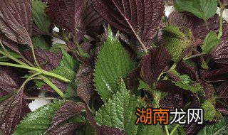 紫苏叶的吃法技巧 紫苏叶怎么吃有,什么 功效