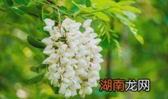 槐花耙耙 槐花卟啦