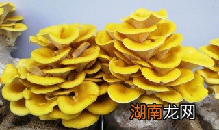 榆黄菇怎么吃 榆黄菇怎么吃不中毒