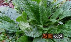 蟾蜍草和蛤蟆草的区别