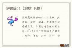 泥蚶 毛蚶 泥蚶简介