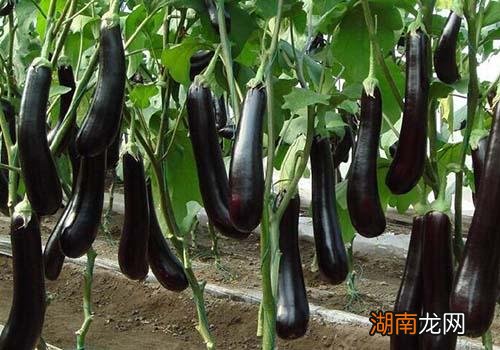 茄子含有什么营养成分 吃茄子有什么作用