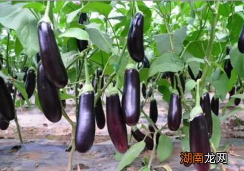 茄子和什么搭配最好 茄子有什么营养