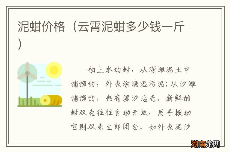 云霄泥蚶多少钱一斤 泥蚶价格