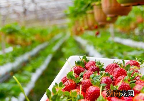 草莓吃了有什么好处 草莓和什么一起吃最好