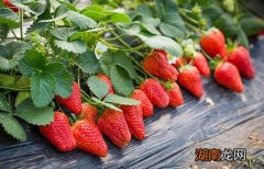 吃草莓有什么好处 草莓每次吃多少