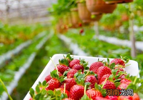 产妇坐月子可以吃草莓吗 坐月子吃草莓有什么好处