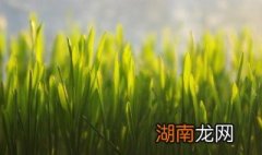 猫草投喂方法 猫草投喂方法有哪些