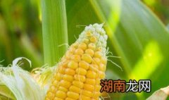 玉米怎么烤好吃 玉米怎么烤好吃?