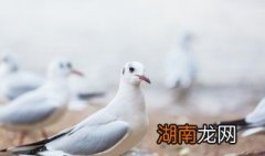 怎样做烤乳鸽窍门 烤乳鸽怎么做好吃