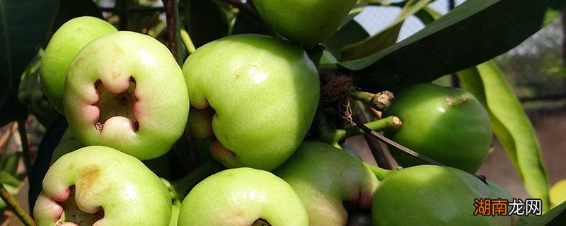 莲雾和香蕉可以一起吃吗 莲雾和香蕉一起吃有什么好处