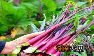 红菜苔哪些部分不能吃 红菜苔可以多吃吗