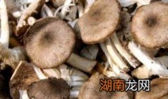 野生菌怎么长期保存 野生菌如何保存
