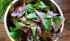 紫苏粉制作方法 如何自制紫苏粉