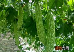 苦瓜怎么挑选不苦 吃苦瓜有什么好处