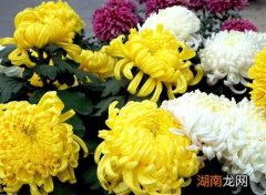 药中圣贤：菊花