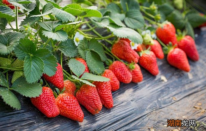 摘下来的草莓如何保鲜 草莓怎么保存新鲜