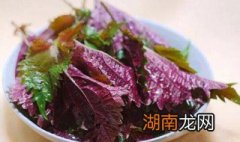 紫苏叶的吃法和做法视频 紫苏叶的吃法