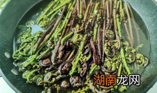 山菜猴腿怎么做好吃 山菜猴腿的做法