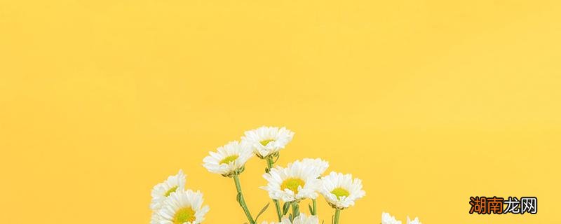 大菊花和小菊花功效区别 大菊花好还是小菊花好